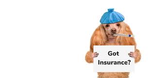 The Importance of Pet Insurance in Pennsylvania: Ensuring Your Furry Friend's Well-Being